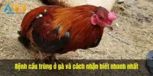 Bệnh cầu trùng ở gà và cách nhận biết nhanh nhất