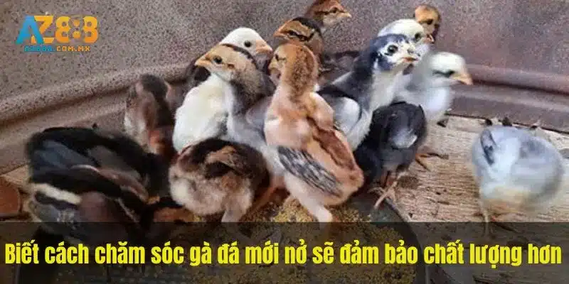 Biết cách chăm sóc gà đá mới nở sẽ đảm bảo chất lượng hơn