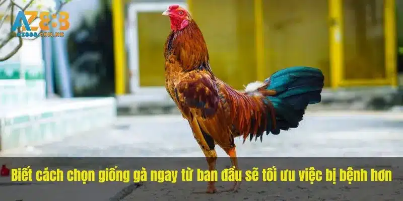 Biết cách chọn giống gà ngay từ ban đầu sẽ tối ưu việc bị bệnh hơn