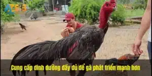 Cung cấp dinh dưỡng đầy đủ để gà phát triển mạnh hơn