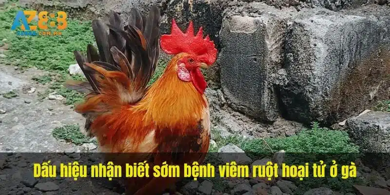 Dấu hiệu nhận biết sớm bệnh viêm ruột hoại tử ở gà