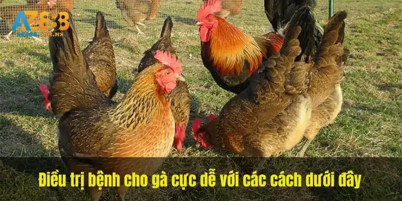 Điều trị bệnh cho gà cực dễ với các cách dưới đây