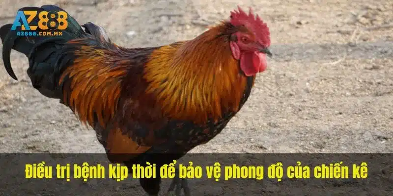 Điều trị bệnh kịp thời để bảo vệ phong độ của chiến kê