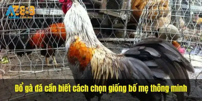 Đổ gà đá cần biết cách chọn giống bố mẹ thông minh