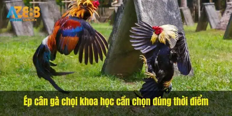 Ép cân gà chọi khoa học cần chọn đúng thời điểm