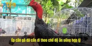 Ép cân gà đá cần đi theo chế độ ăn uống hợp lý