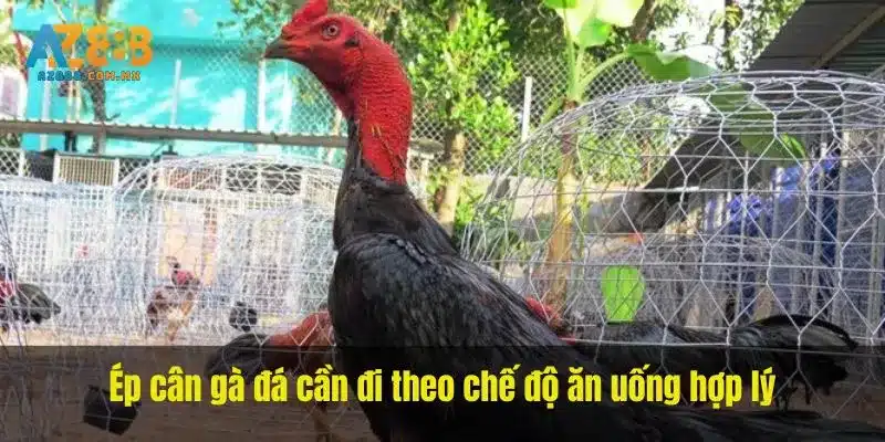 Ép cân gà đá cần đi theo chế độ ăn uống hợp lý