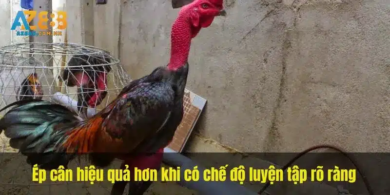 Ép cân hiệu quả hơn khi có chế độ luyện tập rõ ràng