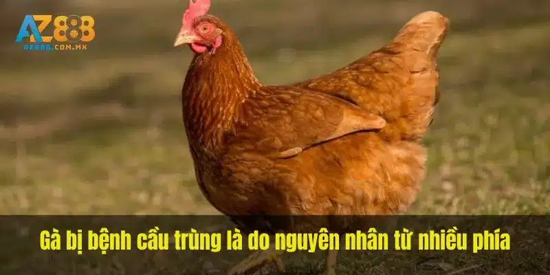 Gà bị bệnh cầu trùng là do nguyên nhân từ nhiều phía