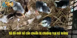 Gà đá mới nở cần chuẩn bị chuồng trại kỹ lưỡng