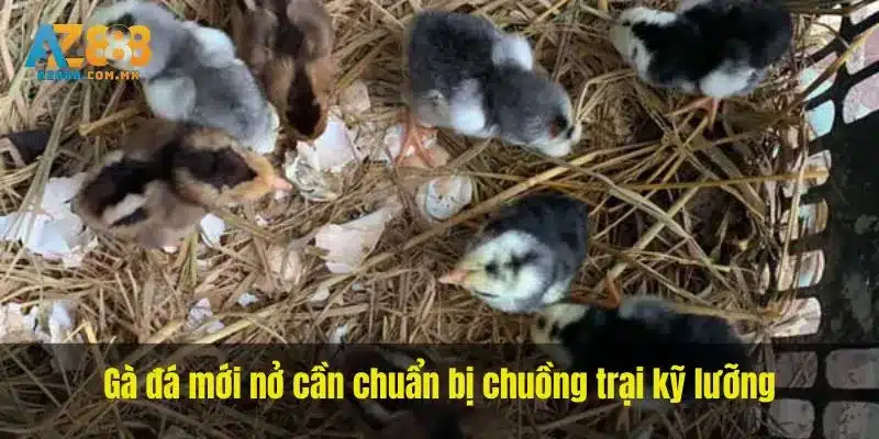 Gà đá mới nở cần chuẩn bị chuồng trại kỹ lưỡng