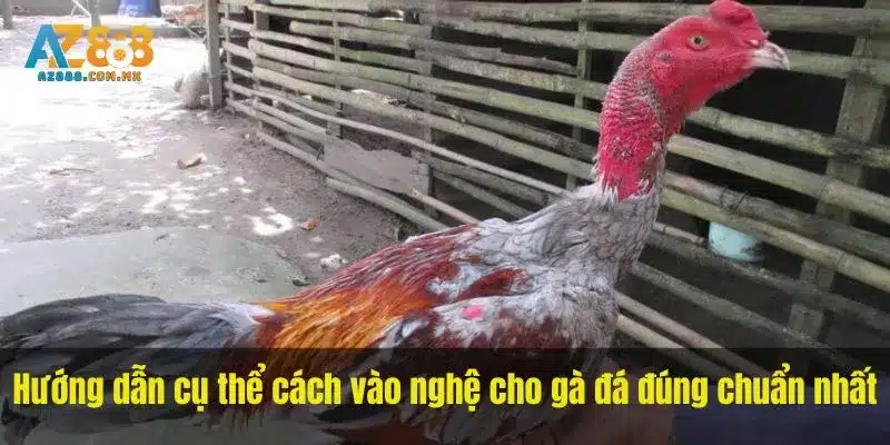 Hướng dẫn cụ thể cách vào nghệ cho gà đá đúng chuẩn nhất
