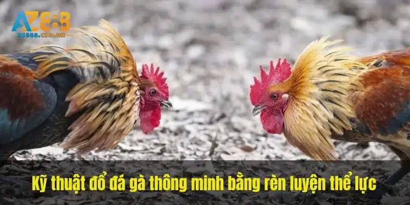 Kỹ thuật đổ đá gà thông minh bằng rèn luyện thể lực
