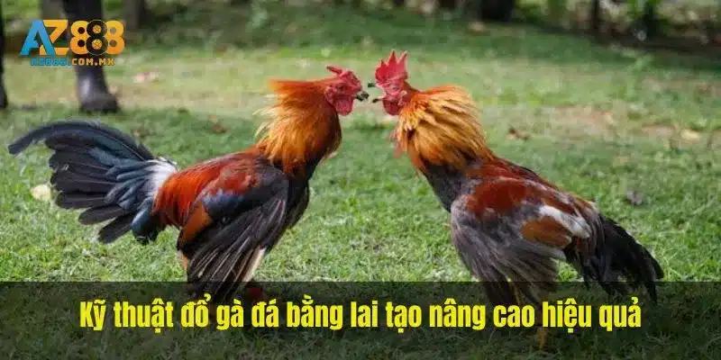 Kỹ thuật đổ gà đá bằng lai tạo nâng cao hiệu quả