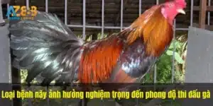 Loại bệnh này ảnh hưởng nghiệm trọng đến phong độ thi đấu gà