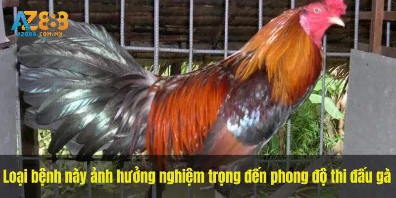 Loại bệnh này ảnh hưởng nghiệm trọng đến phong độ thi đấu gà