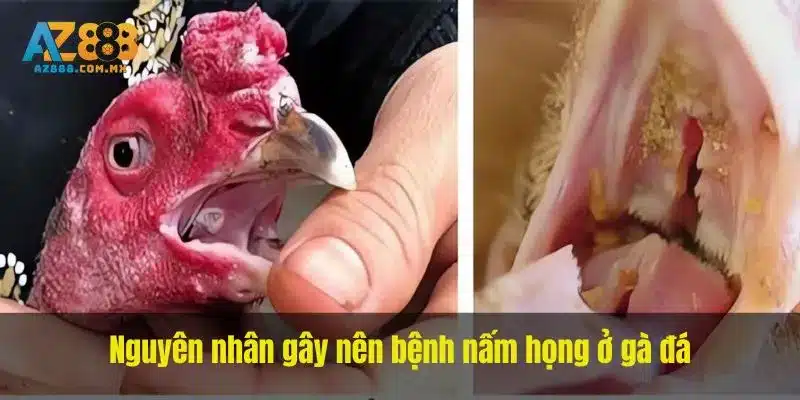 Nguyên nhân gây nên bệnh nấm họng ở gà đá