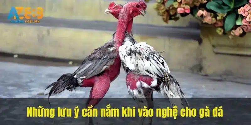 Những lưu ý cần nắm khi vào nghệ cho gà đá