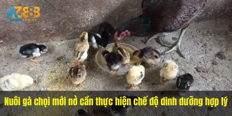 Nuôi gà chọi mới nở cần thực hiện chế độ dinh dưỡng hợp lý