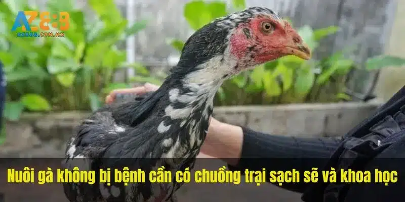 Nuôi gà không bị bệnh cần có chuồng trại sạch sẽ và khoa học