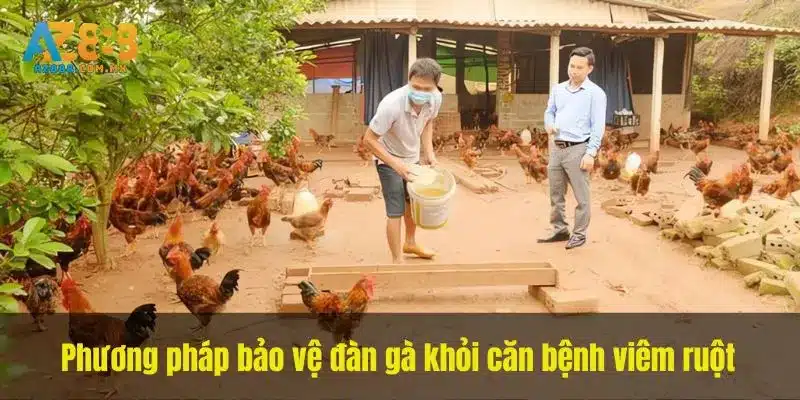Phương pháp bảo vệ đàn gà khỏi căn bệnh viêm ruột
